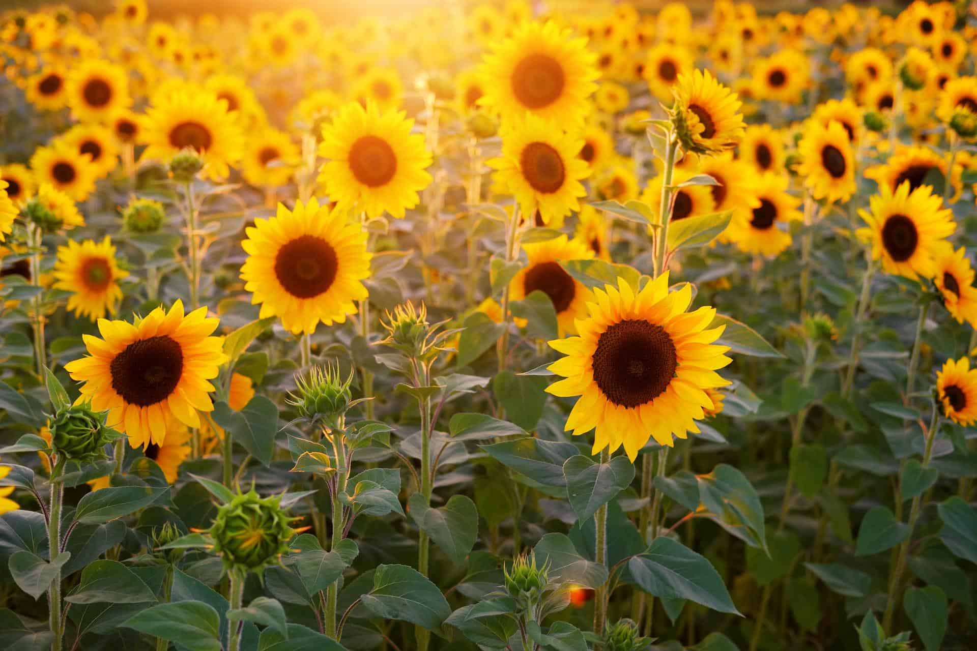 Sommerferien 2025